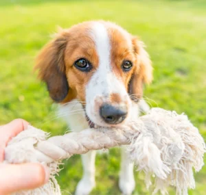 Pet Place